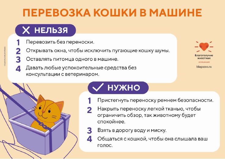 перевозка кошки в машине.JPG