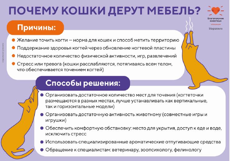 почему кошки дерут мебель.JPG